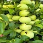 THAI GUAVA