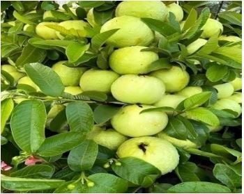 THAI GUAVA