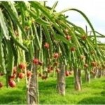 RED&WHITE FLESHED DRAGON FRIUT