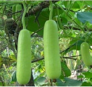 BOTTLE GOURD