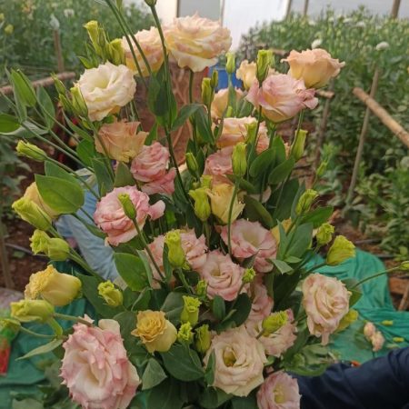 97aff52a-9dc9-4b4c-bf9d-4b7edb7992b8